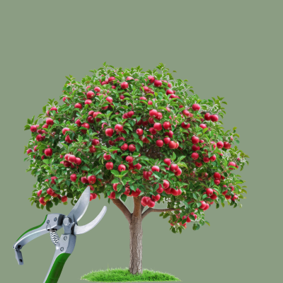 Astuces taille pommier